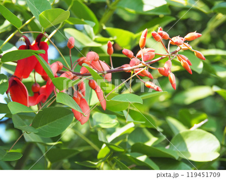 マルバデイゴの花 マルバデイゴの花 119451709