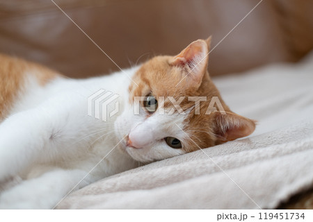 見つめる猫　茶トラ白 119451734