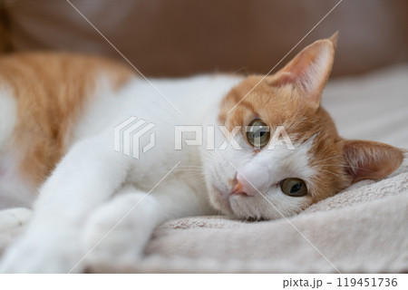 見つめる猫 茶トラ白 見つめる猫 茶トラ白 119451736