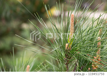 Pinus radiata, the Monterey pine or insignis pine in bloom. Close-up of bud pollination pinecone on pinus branches. Sunny day in spring Arboretum Park Southern Cultures in Sirius (Adler) Sochi. 119451750