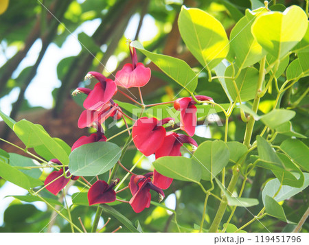 マルバデイゴの花 マルバデイゴの花 119451796