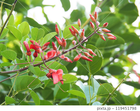 マルバデイゴの花 119451798