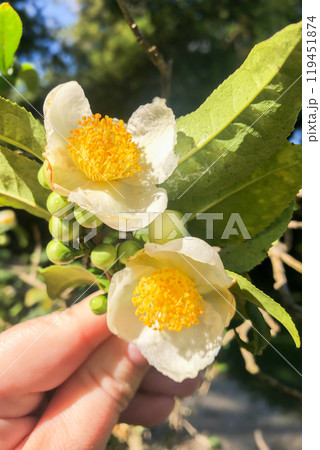 Tea leaf and white flower in tea plantation. Flower of tea on trunk. Beautiful and fresh white tea flower 119451874