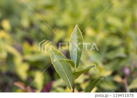 Green tea tree leaves field Fresh young tender bud herbal in farm on summer morning. Sunlight Green tea tree plant camellia sinensis in organic farm. Green tea tree leaves field Fresh young tender bud herbal in farm on summer morning. Sunlight Green tea tree plant camellia sinensis in organic farm. 119451878