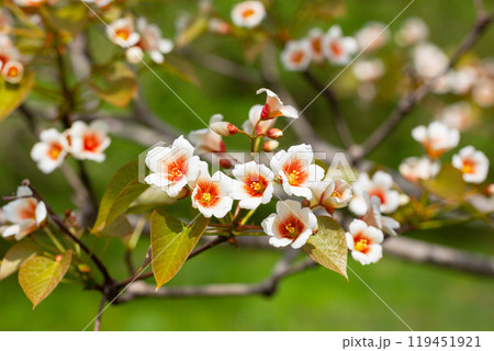 Close-up white Tung tree flower blooms. Aleurites Fordii Airy Shaw or Vernicia fordii, usually known as the tung or tung oil tree in spring. Delightful white-orange inflorescences on a blurred 119451921
