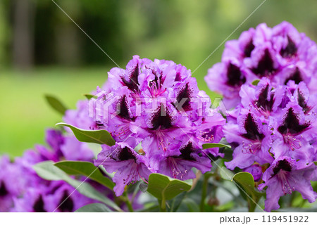 Purple Rhododendron spring flowers in bright daylight selective focus 119451922