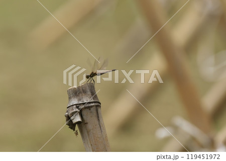 はざかけの竹杭にとまる赤とんぼ 119451972