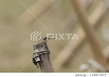 はざかけの竹杭にとまる赤とんぼ 119451973