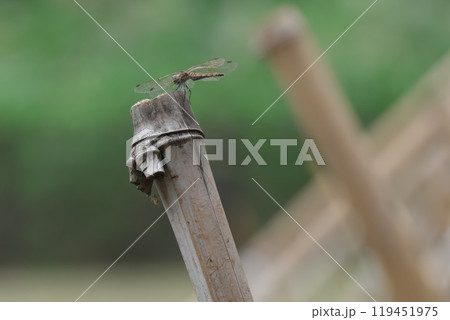 はざかけの竹杭にとまる赤とんぼ 119451975