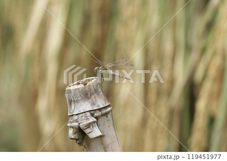 はざかけの竹杭にとまる赤とんぼ 119451977