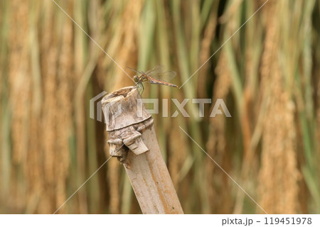 はざかけの竹杭にとまる赤とんぼ 119451978