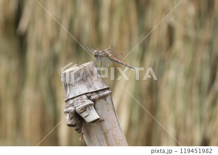 はざかけの竹杭にとまる赤とんぼ 119451982
