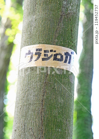 雑木林の中のウラジロガシの樹皮 119452737