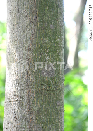 雑木林の中のウラジロガシの樹皮 119452738