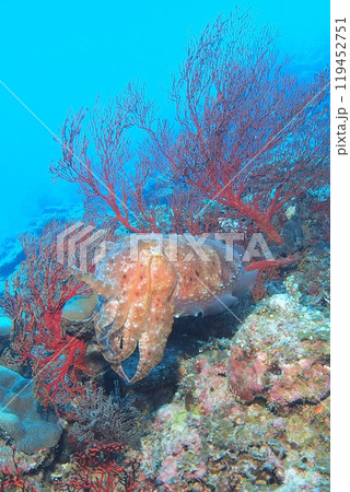サンゴ礁を泳ぐコブシメ　水中写真 119452751