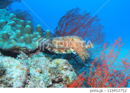サンゴ礁を泳ぐコブシメ 水中写真 サンゴ礁を泳ぐコブシメ 水中写真 119452752