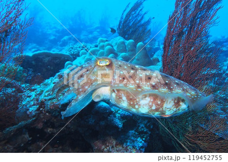 サンゴ礁を泳ぐコブシメ 水中写真 サンゴ礁を泳ぐコブシメ 水中写真 119452755