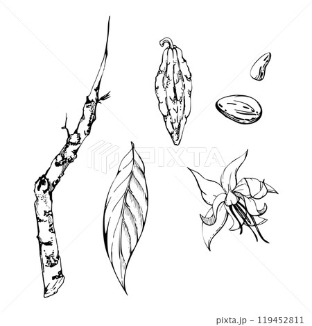 Coffee cocoa cacao vanilla flower leaves branch seed pods beans, exotic tropical botanical illustration. Mayan aztec mexican plant. Hand drawn ink vector. Isolated single element for sweets cafe shop Coffee cocoa cacao vanilla flower leaves branch seed pods beans, exotic tropical botanical illustration. Mayan aztec mexican plant. Hand drawn ink vector. Isolated single element for sweets cafe shop 119452811