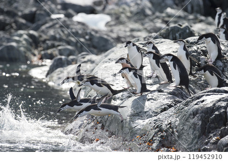 Chinstrap Penguins coming to the water 119452910