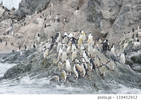 Chinstrap Penguins coming to the water Chinstrap Penguins coming to the water 119452912