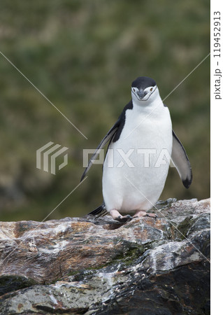 Solo Chinstrap Penguin on rock in Antarctica Solo Chinstrap Penguin on rock in Antarctica 119452913