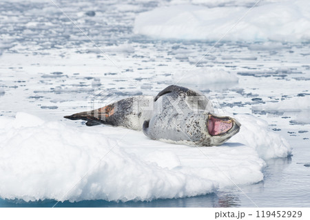 Leopard Seal on Ice Floe Leopard Seal on Ice Floe 119452929