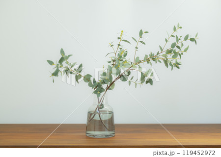 棚の上に置かれた観葉植物 119452972