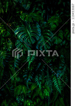 Herb wall, plant wall, natural green wallpaper and background. nature wall. Nature background of green forest 119453087