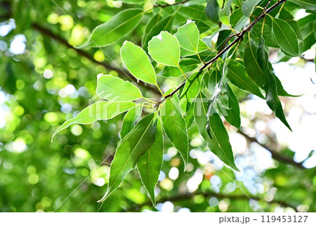 雑木林の中のウラジロガシ 119453127