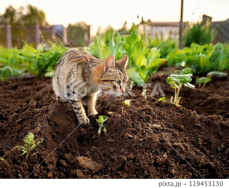 畑の土を荒らす野良猫 畑の土を荒らす野良猫 119453130