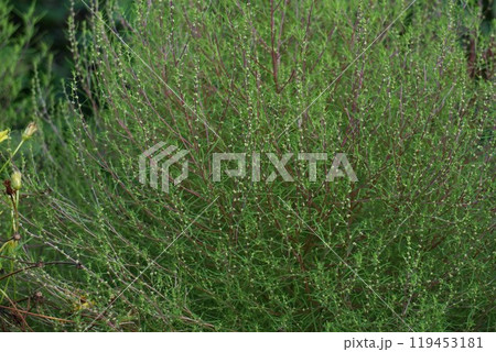 花芽を付け始めたコキア・2024年9月 花芽を付け始めたコキア・2024年9月 119453181