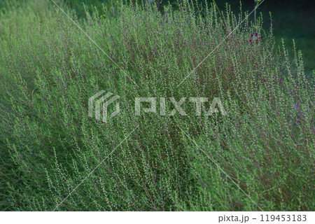 花芽を付け始めたコキア・2024年9月 119453183