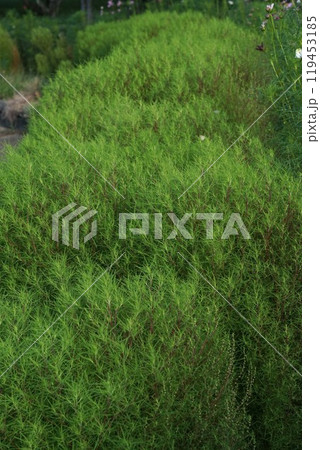 花芽を付け始めたコキア・2024年9月 119453185