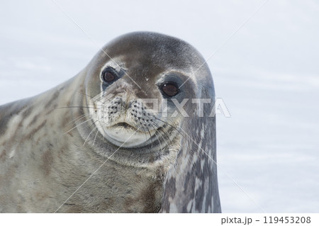 Close-up of a Weddell seal -Leptonychotes weddellii- resting on a small iceberg near Danco Island on the Antarctic peninsula 119453208
