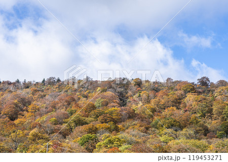 宮城蔵王の紅葉　えぼしスキー場から見た後烏帽子岳方面の紅葉　宮城県蔵王町 119453271