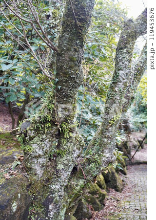 苔に覆われた樹木 119453676