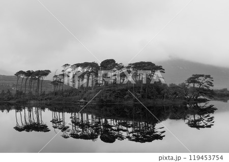 Monochrome image of Pine Island in Connemara, near Galway, Ireland, capturing the silhouettes of pine trees mirrored on a still lake, set against a fog-covered landscape 119453754