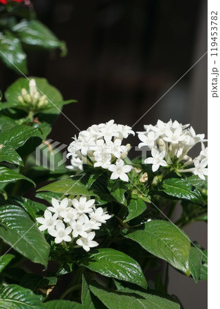 ペンタスの白い花 ペンタスの白い花 119453782