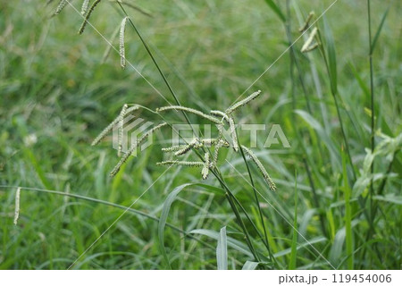 シマスズメノヒエの穂・2024年9月　 119454006