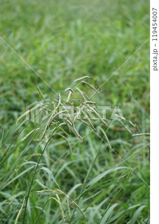 シマスズメノヒエの穂・2024年9月　 119454007