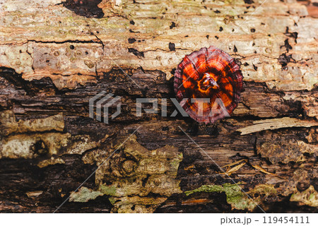 Top view of beautiful red turkey tail mushroom in forest. Top view of beautiful red turkey tail mushroom in forest. 119454111