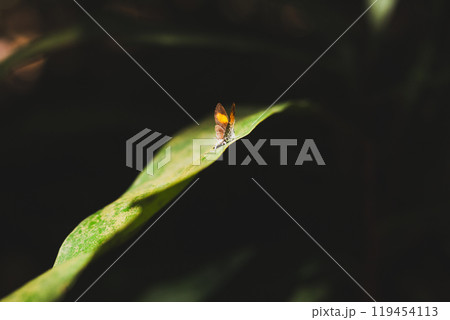 Beautiful small colorful butterfly on a green leaf in forest. Beautiful small colorful butterfly on a green leaf in forest. 119454113