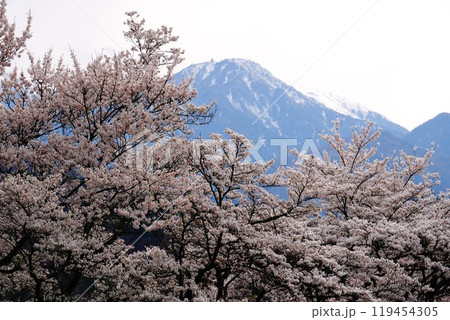 桜と山々 119454305