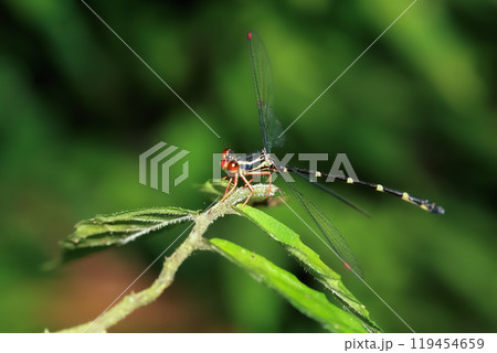 Red-legged Flatwing Damselfly Perched on a Leaf. 119454659