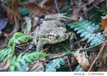 Camouflaged Asian Toad(Central Formosa Toad or Bankor Toad) Amidst Forest Floor. 119454662
