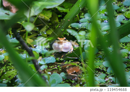 An olive frog (Nidirana adenopleura) with its vocal sac inflated, ready to call. 119454688