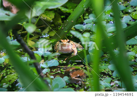 An olive frog (Nidirana adenopleura) with its vocal sac inflated, ready to call. 119454691