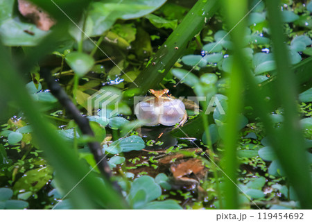 An olive frog (Nidirana adenopleura) with its vocal sac inflated, ready to call. An olive frog (Nidirana adenopleura) with its vocal sac inflated, ready to call. 119454692