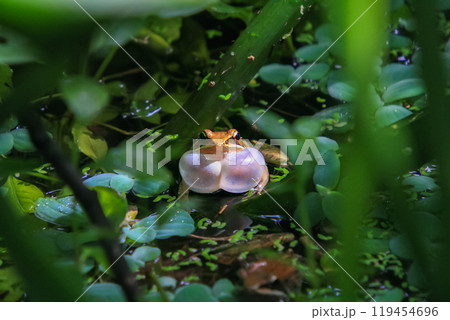 An olive frog (Nidirana adenopleura) with its vocal sac inflated, ready to call. An olive frog (Nidirana adenopleura) with its vocal sac inflated, ready to call. 119454696
