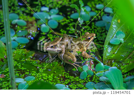 Two Olive Frogs Sharing a Moment. Two Olive Frogs Sharing a Moment. 119454701
